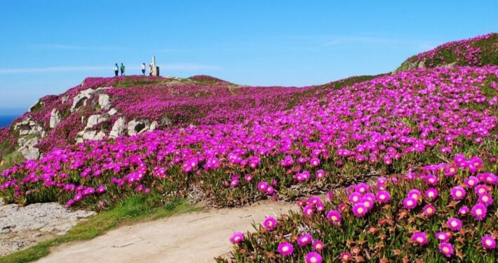 Acantilados de Suances cubiertos de flores frente al mar