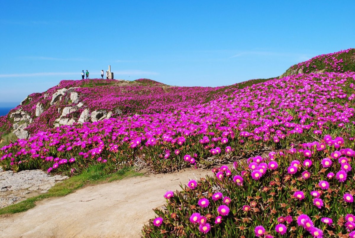 Acantilados de Suances cubiertos de flores